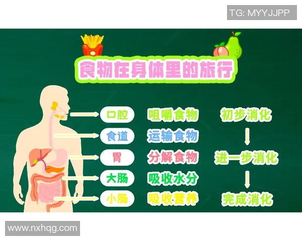健身与健康生活的完美结合：从科学饮食到有效训练的全方位指南